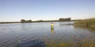 El pejerrey bonaerense, entre la pesca deportiva y el desafío de una acuicultura sustentable el-pejerrey-bonaerense,-entre-la-pesca-deportiva-y-el-desafio-de-una-acuicultura-sustentable