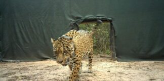 Abren investigación por dos taxis jaguar desaparecidos en Misiones abren-investigacion-por-dos-taxis-jaguar-desaparecidos-en-misiones