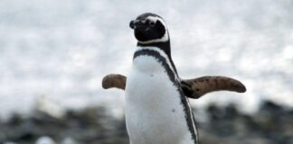 ¿Cómo ver el streaming del Conicet que muestra a los pingüinos de la Patagonia como nunca antes? ¿como-ver-el-streaming-del-conicet-que-muestra-a-los-pinguinos-de-la-patagonia-como-nunca-antes?