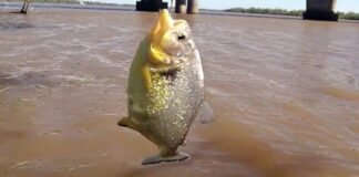 Palometas: por qué aumentan los ataques en verano y qué recomiendan los especialistas palometas:-por-que-aumentan-los-ataques-en-verano-y-que-recomiendan-los-especialistas