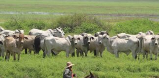Cadena de Whatsapp sobre Cartel de Los Soles combina datos reales de entrevista con Nitu Pérez con bulos y tergiversaciones cadena-de-whatsapp-sobre-cartel-de-los-soles-combina-datos-reales-de-entrevista-con-nitu-perez-con-bulos-y-tergiversaciones