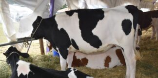 La lechería tendrá su expo con patio gastronómico y números musicales en Nogoyá la-lecheria-tendra-su-expo-con-patio-gastronomico-y-numeros-musicales-en-nogoya