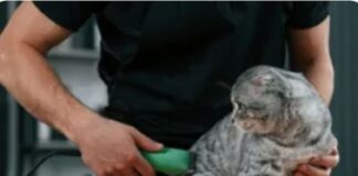 ¿Por qué el corte de pelo de nuestras mascotas es clave para detectar problemas en su salud? ¿por-que-el-corte-de-pelo-de-nuestras-mascotas-es-clave-para-detectar-problemas-en-su-salud?