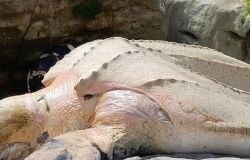 Mirá la tortuga laúd que apareció sin vida en una playa de Cantabria mira-la-tortuga-laud-que-aparecio-sin-vida-en-una-playa-de-cantabria