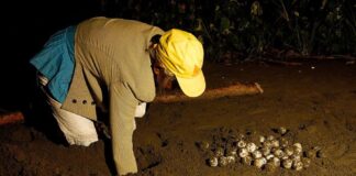 Bioluminiscencia en el mar y arribo de tortugas: dos de las experiencias nocturnas que ofrece Panamá bioluminiscencia-en-el-mar-y-arribo-de-tortugas:-dos-de-las-experiencias-nocturnas-que-ofrece-panama