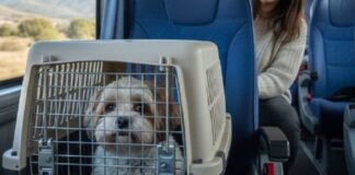 Trenes de larga distancia: rigen nuevos horarios para el ramal Retiro-Rosario trenes-de-larga-distancia:-rigen-nuevos-horarios-para-el-ramal-retiro-rosario