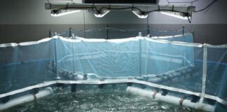 La acuicultura argentina da un salto: producción masiva de pez limón con sello nacional la-acuicultura-argentina-da-un-salto:-produccion-masiva-de-pez-limon-con-sello-nacional