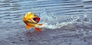 Nuevos cupos en Entre Ríos: qué se puede pescar y cuándo en el río Paraná nuevos-cupos-en-entre-rios:-que-se-puede-pescar-y-cuando-en-el-rio-parana