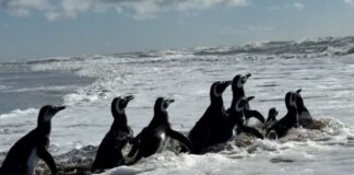 15 pingüinos regresaron al mar en la costa bonaerense, tras meses de rehabilitación 15-pinguinos-regresaron-al-mar-en-la-costa-bonaerense,-tras-meses-de-rehabilitacion