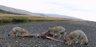 El Chinook cambia las reglas: pumas cazan en ríos y revolucionan la fauna patagónica el-chinook-cambia-las-reglas:-pumas-cazan-en-rios-y-revolucionan-la-fauna-patagonica