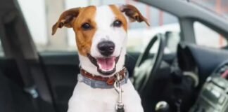 Prohiben trasladar a las mascotas en autos sin ventilación adecuada prohiben-trasladar-a-las-mascotas-en-autos-sin-ventilacion-adecuada