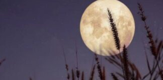 ¿Cuándo y cómo disfrutar la Luna de Flores 2026 desde la Argentina? ¿cuando-y-como-disfrutar-la-luna-de-flores-2026-desde-la-argentina?