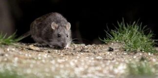 Hantavirus: transmitido por roedores, potencialmente mortal, sin cura específica hantavirus:-transmitido-por-roedores,-potencialmente-mortal,-sin-cura-especifica