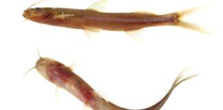 Diversidad oculta: descubren un nuevo pez en la cuenca alta del Paraná diversidad-oculta:-descubren-un-nuevo-pez-en-la-cuenca-alta-del-parana