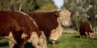 Carne: la Unión Europea endurece controles y apuran el registro de productores argentinos carne:-la-union-europea-endurece-controles-y-apuran-el-registro-de-productores-argentinos