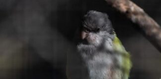 Regresan a su hábitat aves rescatadas del tráfico ilegal en Mendoza regresan-a-su-habitat-aves-rescatadas-del-trafico-ilegal-en-mendoza