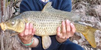 Peces foráneos fuera de control: el fenómeno que preocupa a científicos y pescadores deportivos peces-foraneos-fuera-de-control:-el-fenomeno-que-preocupa-a-cientificos-y-pescadores-deportivos