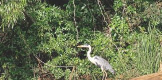 Sancionaron la ampliación del Parque Nacional Esteros de Farrapos e Islas del Río Uruguay sancionaron-la-ampliacion-del-parque-nacional-esteros-de-farrapos-e-islas-del-rio-uruguay