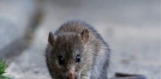 Argentina 101: What is hantavirus and how do you prevent it argentina-101:-what-is-hantavirus-and-how-do-you-prevent-it