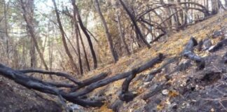 Advierten que los incendios en la Patagonia dañan seriamente el agua de sus arroyos y ríos advierten-que-los-incendios-en-la-patagonia-danan-seriamente-el-agua-de-sus-arroyos-y-rios